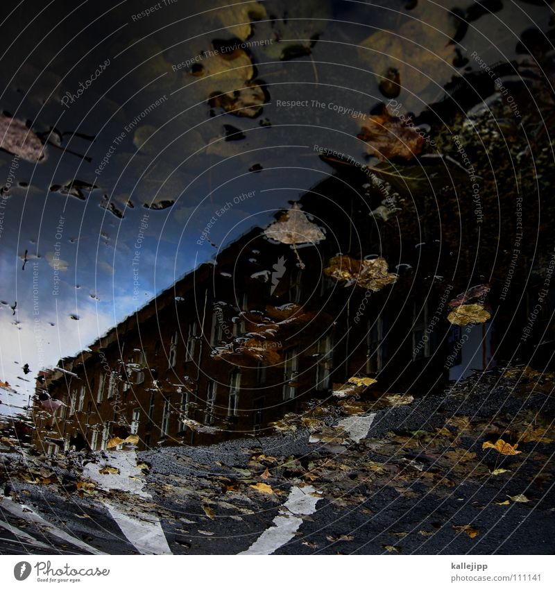 fade to grey Puddle Autumn Reflection House (Residential Structure) Flat (apartment) Tenant Landlord Leaf Tree Leafless Wet Damp Gray Bad weather