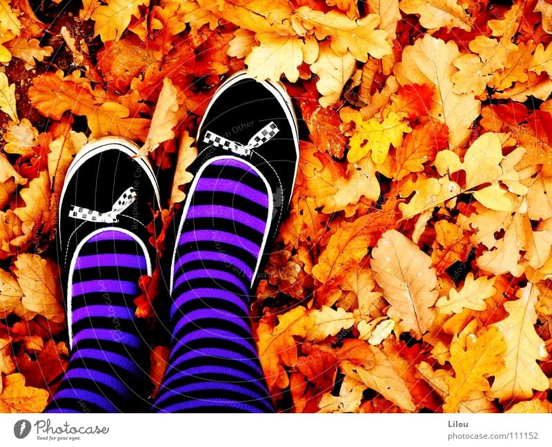 Autumn's Witch. Leaf Multicoloured Red Yellow Brown White Black Violet Footwear Delivery truck Stockings Stripe Circle Alternative Hardcore Young woman To fall