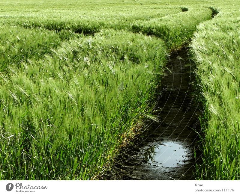 Swinging into the unknown Colour photo Exterior shot Deserted Day Food Grain Nutrition Waves Plant Earth Sand Water Horizon Spring Wind Field Lanes & trails