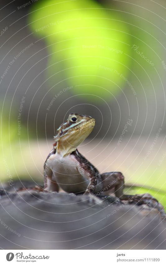 poser Animal Wild animal Lizards 1 Rutting season Observe Crouch Looking Esthetic Free Natural Nature Reptiles Posture Colour photo Exterior shot Close-up