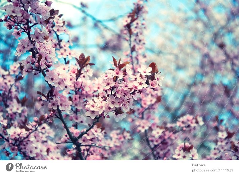 cherry blossom Spring Retro Pink Cherry tree Cherry blossom crish-blue bleed buds Twig Spring fever Blossom Blue Colour photo Subdued colour Blur