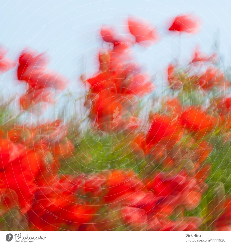 Rushing poppy seed Environment Nature Landscape Plant Leaf Blossom Agricultural crop Wild plant Park Meadow Field Exceptional Crazy Green Red Moody Bizarre
