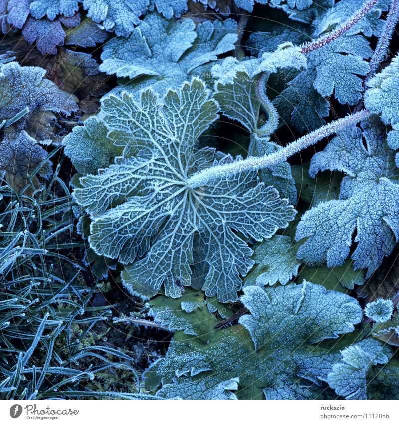 Leaf, hoarfrost, Winter Fog Cold Hoar frost winter impression Haze Mature wheeled Impression winter impressions Ice Geranium Frost leaves Manure heap