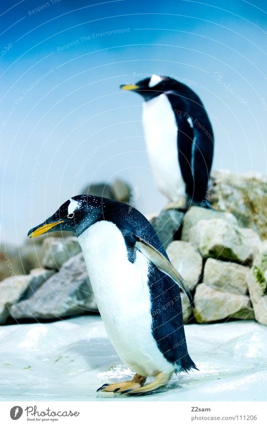 poser in tails II Penguin Cold Animal Bird Antarctica Emperor penguins Waddle Stand Beak Yellow Funny Light blue Sky Middle Posture Ice Blue Wing In pairs