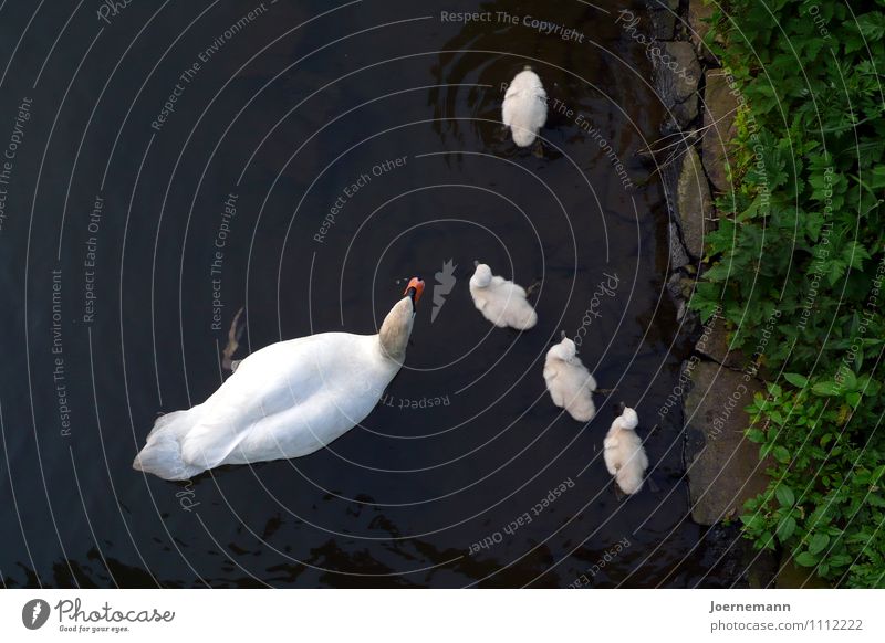 swan family Water Park River bank Pond Animal Bird Group of animals Animal family Security Family Cohesion Safety (feeling of) Protection Together