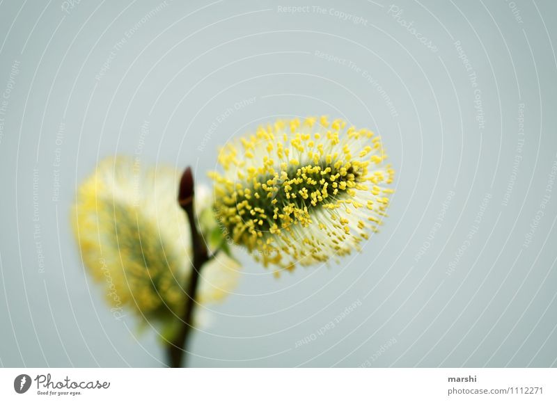 willow catkin Nature Plant Spring Bushes Blossom Foliage plant Moody Yellow Catkin Soft Garden Colour photo Exterior shot Close-up Detail