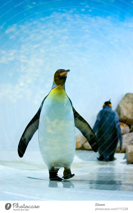 poser in tailcoat III Penguin Cold Animal Bird Antarctica Emperor penguins Waddle Stand Beak Funny Light blue Sky Middle Posture Ice Blue Wing In pairs