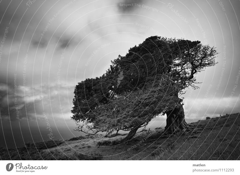 second foothold Nature Landscape Sky Clouds Horizon Spring Weather Wind Tree Grass Meadow Mountain Ocean Black White Bizarre Juniper Headstrong Peoples Resist