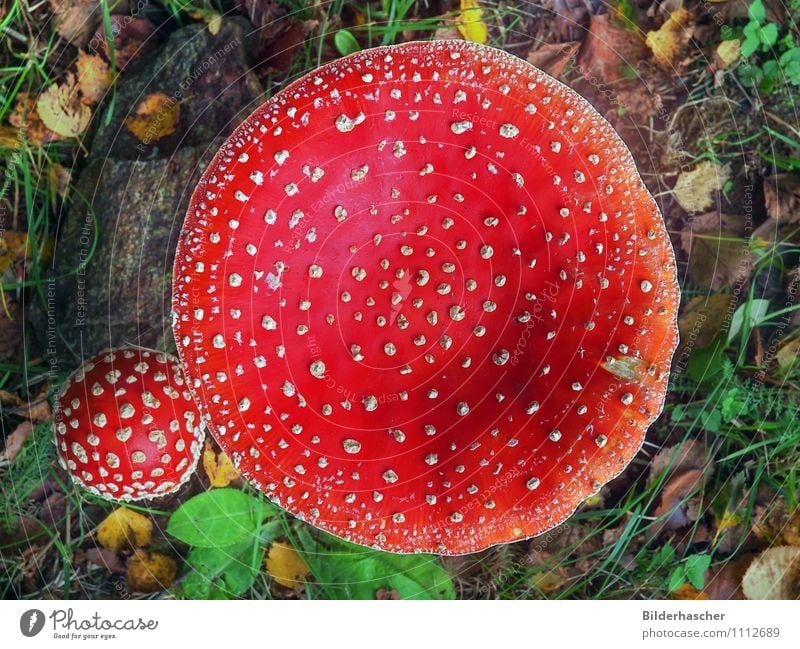 fly over agaric Amanita mushroom flying devil Good luck charm Mushroom Poison Gill fungi Disk Hat Spotted Point Thin Poisonous plant Poisoned Forest plant
