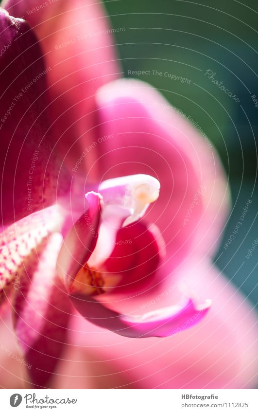 orchid Plant Blossom Orchid blossom Esthetic Pink Balance Fragrance Pistil Calyx Colour photo Close-up Detail Macro (Extreme close-up) Day
