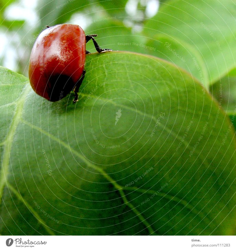 cliffhanger Colour photo Exterior shot Copy Space bottom Dawn Garden Climbing Mountaineering Nature Leaf Beetle To hold on Hang Crawl Green Red Power Flexible