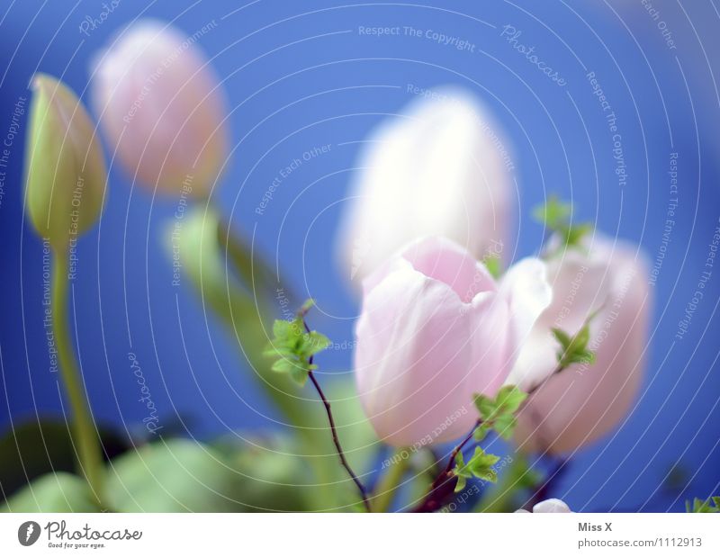 pink Spring Flower Tulip Blossom Blossoming Blue Pink Tulip blossom Bud Leaf bud Colour photo Multicoloured Exterior shot Close-up Deserted Copy Space top