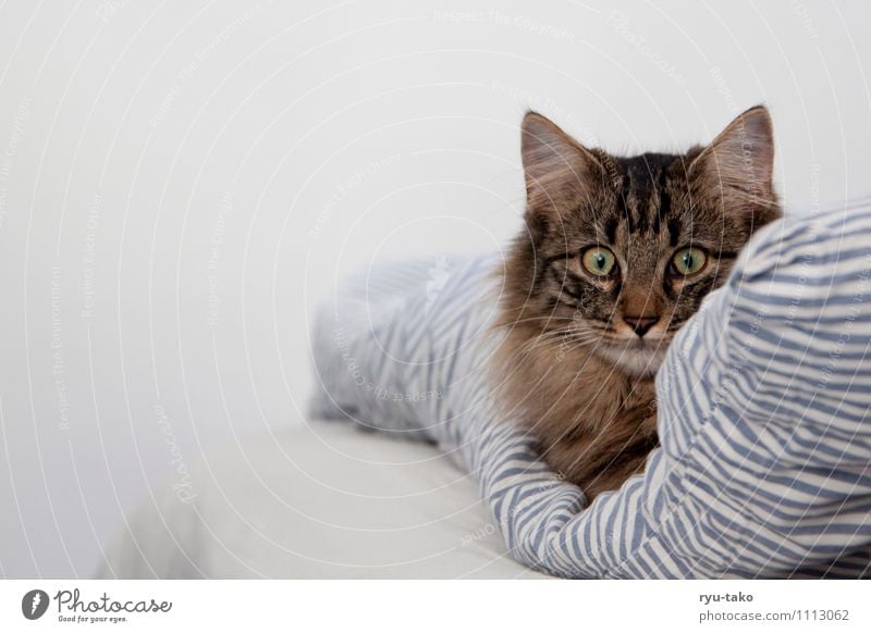 comfortable in bed Pet Cat Animal face Norwegian Forest Cat 1 Baby animal Lie Curiosity Cute Calm Bedclothes Blanket Soft Break Domestic cat Colour photo