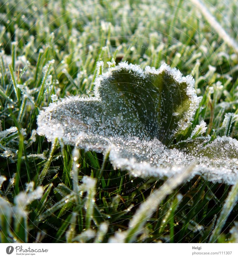 green leaf with ice crystals iegt in frozen grass Autumn Winter Hoar frost Freeze Frozen Cold Morning Leaf Grass Meadow Blade of grass Ice crystal Glittering