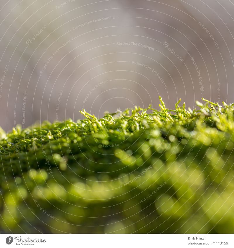 Moss bed II Environment Nature Landscape Plant Earth Leaf Foliage plant Wild plant Garden Park Meadow Forest Virgin forest Natural Green Idyll