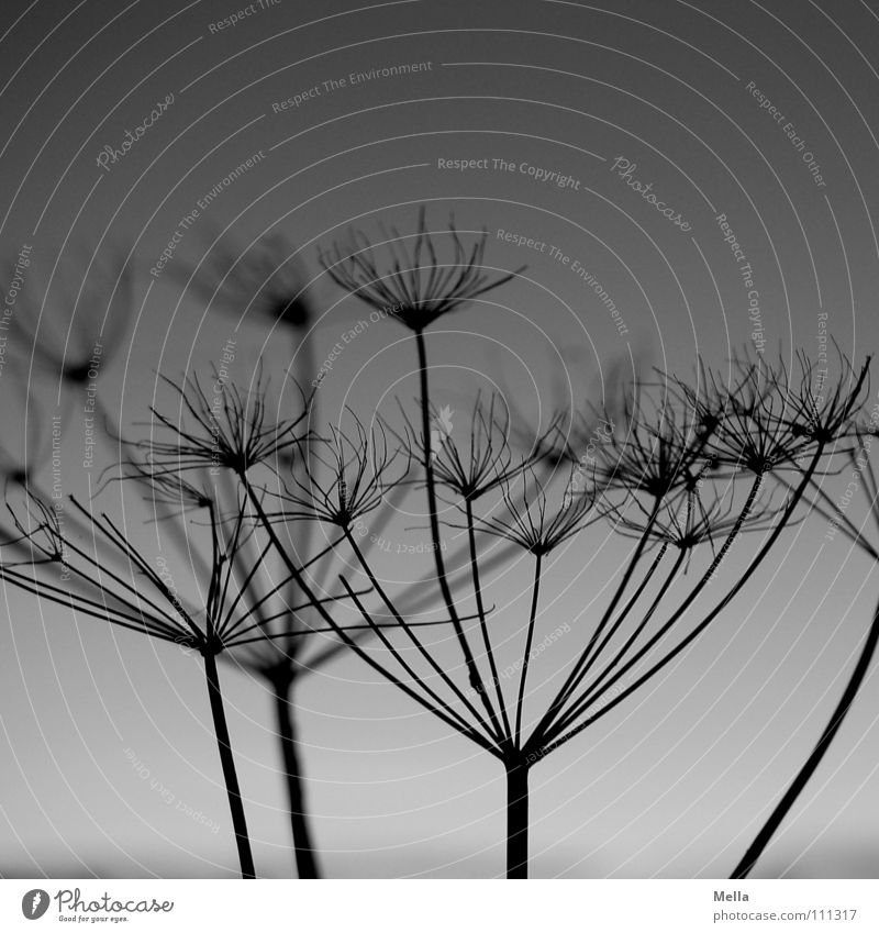 Panicle 2 Blossom Dry Black Gray Silhouette Back-light Stick out Evening Autumn Winter Black & white photo risp Faded Dried Death Contrast protruding jutting