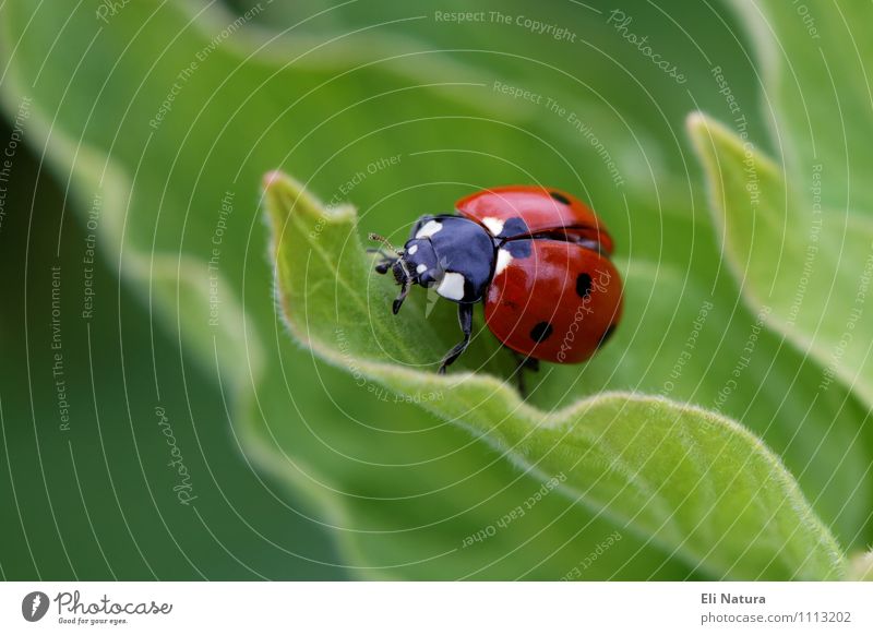 Ladybird 2.0 Environment Nature Plant Spring Summer Leaf Garden Park Meadow Animal Wild animal Beetle Good luck charm Happy 1 Discover Crawl Free Glittering