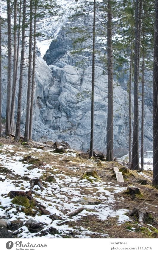 Gewaldig rocky Snow Tree Rock Alps Mountain Cold Fir tree Pine Forest Woodground Clearing Edge of the forest Winter Wall of rock Massive Rock formation Glacier