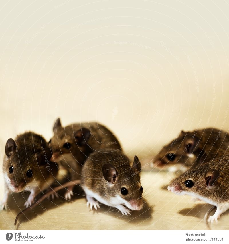 The pack Pet Mouse Animal face Pelt Paw Group of animals Pack Animal family Small Cute Brown Button eyes Rodent Diminutive Mammal dwarf mouse peck mouse