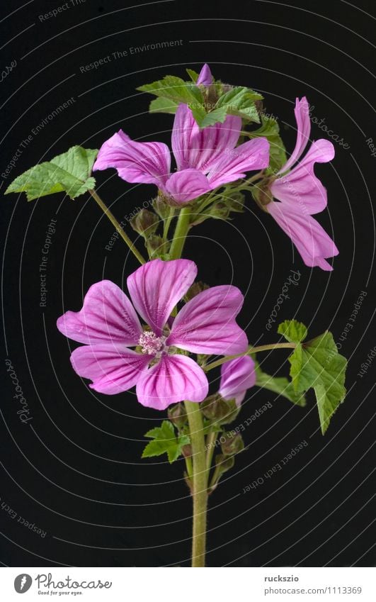 Wild mallow, Malva sylvestris Alternative medicine Nature Plant Blossom Wild plant Garden Blossoming Free Large Violet Black wild mallow mallow blossom