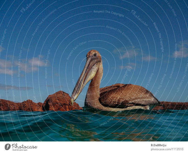 You here? Ocean Environment Nature Animal Wild animal Bird 1 Curiosity Galapagos islands Pelican Colour photo Exterior shot Day Animal portrait