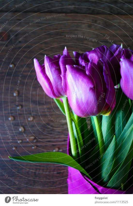 Tulips from Amsterdam... Plant Spring Summer Flower Leaf Blossom Foliage plant Blossoming Fragrance Lie Growth Happiness Fresh Green Violet Pink Joy Happy