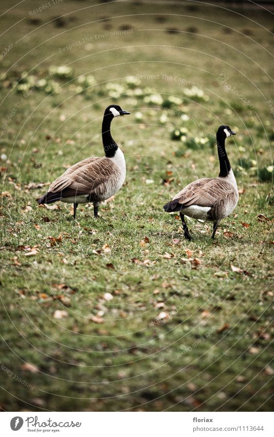 canada geese walking on sundays Environment Nature Animal Park Bird 2 Pair of animals Observe Movement Relaxation Walking Gray Green Emotions