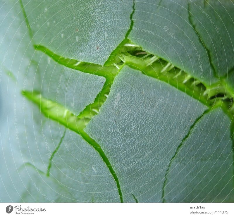 Green cracks Leaf Bursting Rip Bilious green Nature Aloe Crack & Rip & Tear blast leave