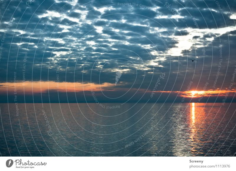 Lake Constance Nature Landscape Water Sky Clouds Sun Sunrise Sunset Summer Waves Glittering Calm Horizon Colour photo Exterior shot Deserted Evening Twilight