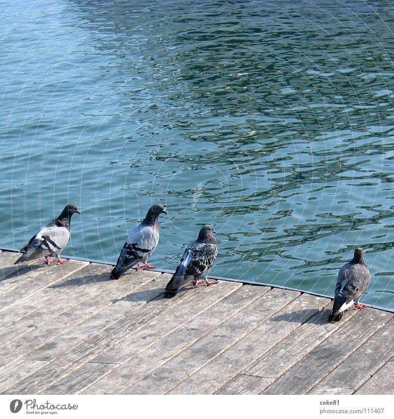 pigeons_blue Bird Pigeon Wood Gray Ocean Blue Harbour