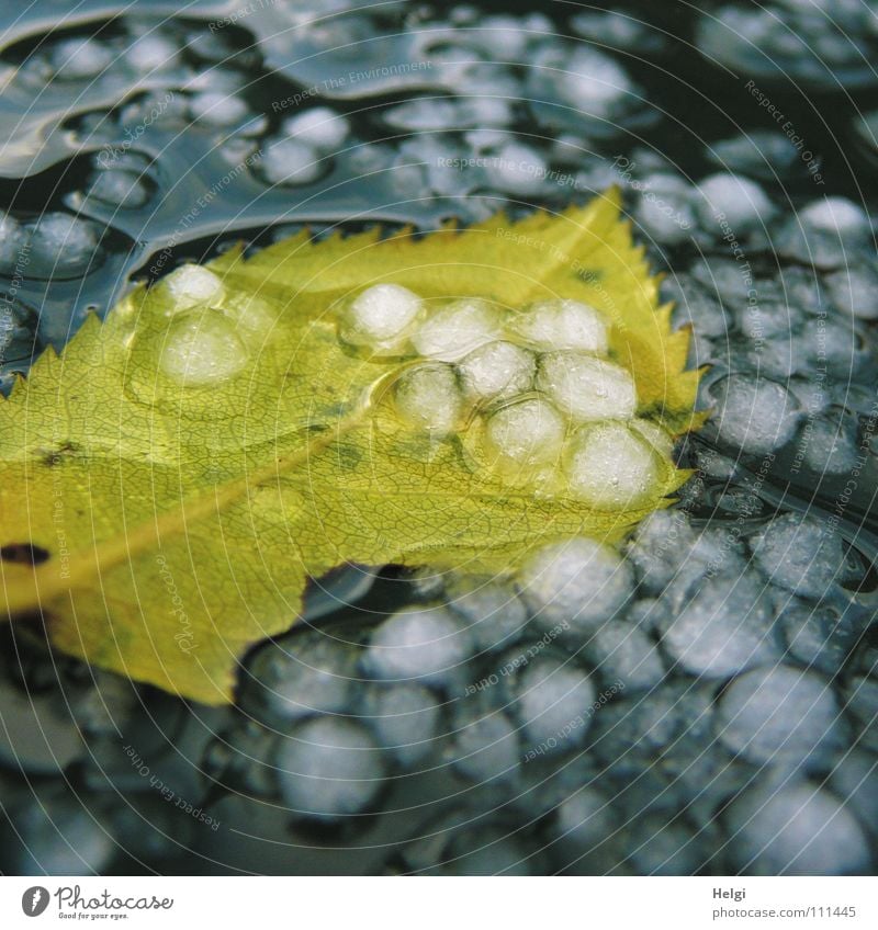 yellow leaf lies in a puddle of hailstones Storm Autumn Gale Wet Leaf To fall Autumnal colours Vessel Side by side Together Consecutively Light Reflection Small
