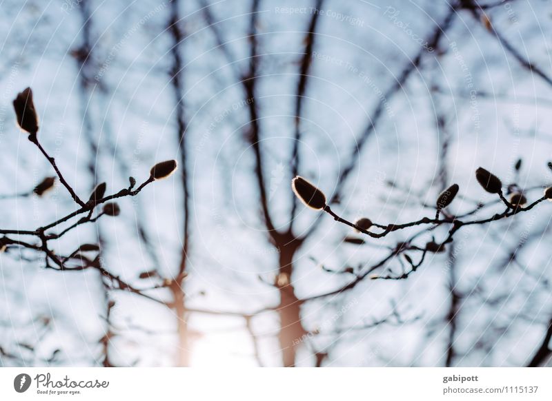 Magnolia before waking up Environment Nature Landscape Sky Cloudless sky Sun Spring Plant Tree Blossom Magnolia tree Magnolia blossom Magnolia plants Breathe