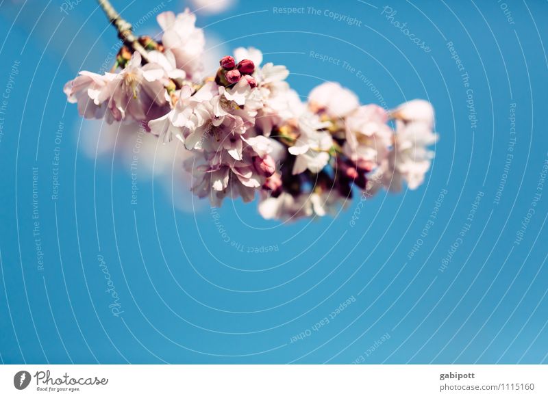 Pink Cloud Nature Plant Sky Cloudless sky Spring Beautiful weather Leaf Blossom Almond blossom Cherry blossom Blossoming Fragrance Happiness Fresh Blue Happy