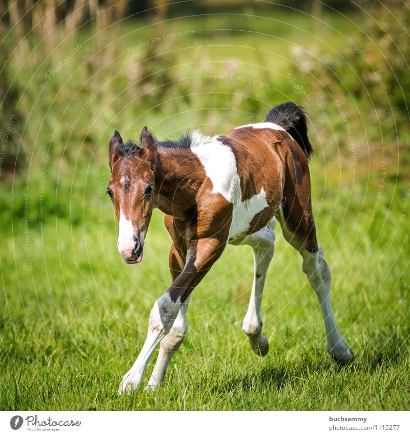 Wild foal Joy Playing Animal Grass Meadow Pet Farm animal Horse 1 Baby animal Brown Green White Foal youthful Pasture Mammal Willow tree Action Colour photo