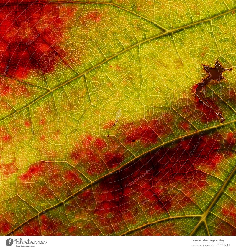 Autumn wine Life Relaxation Calm Nature Leaf Vine Brown Yellow Green Red Colour Transience Arteries Membrane Photosynthesis Consumed Autumn leaves