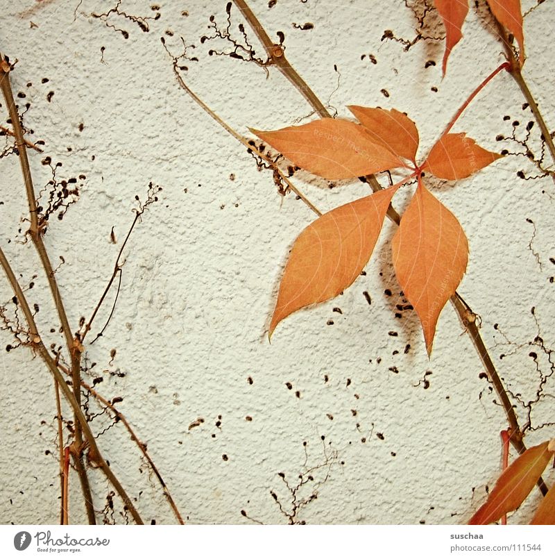 ...the last sheet .......... Autumn Cold Leaf Stalk Creeper Seasons Colour Orange Branch Structures and shapes leaf loss
