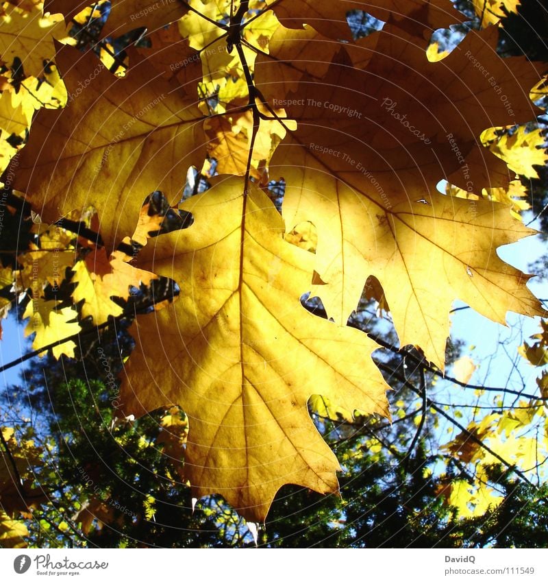 Golden Autumn Tree Leaf A Royalty Free Stock Photo From Photocase