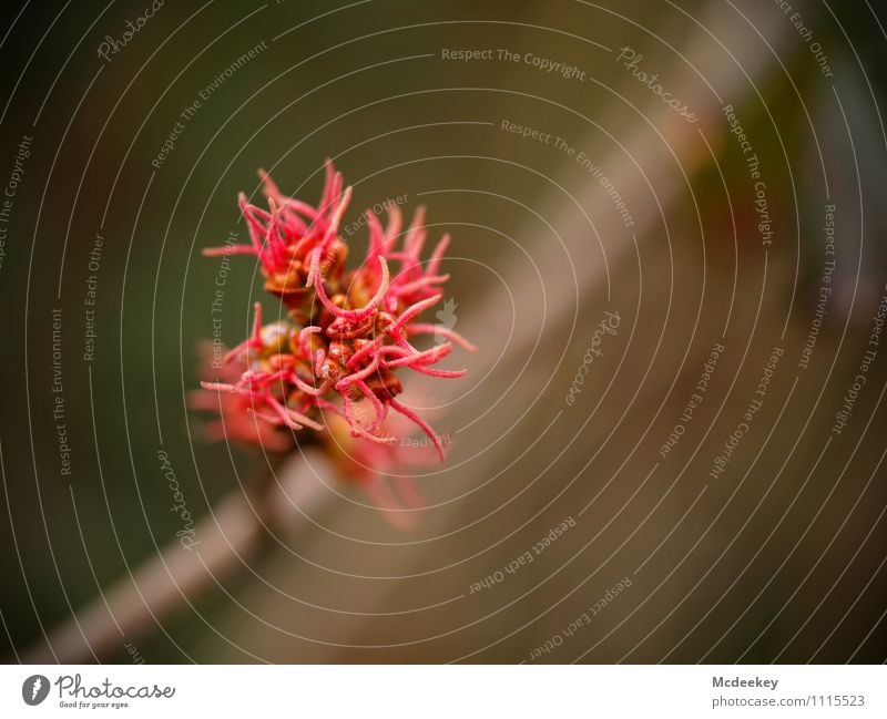 spring flames Environment Nature Plant Spring Beautiful weather Tree Blossom Wild plant Forest Blossoming Illuminate Growth Authentic Fresh Natural New Brown