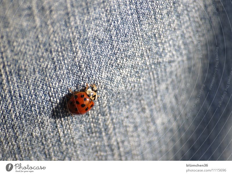 Happiness is everywhere!!! Animal Farm animal Beetle Wing Ladybird Crawl Walking Sit Friendliness Beautiful Small Natural Round Point Red Jeans Good luck charm