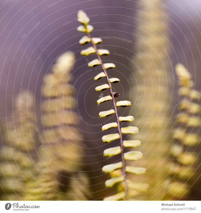 fern Environment Nature Plant Foliage plant Wild plant Fern Natural Transience Colour photo Subdued colour Exterior shot Close-up Detail Shallow depth of field