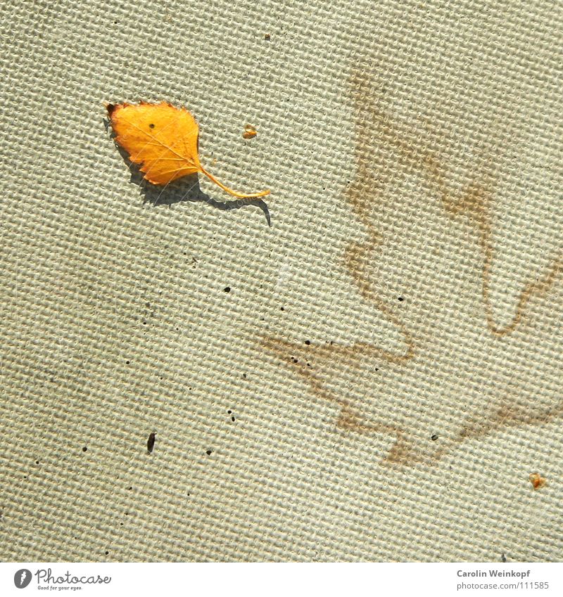 To be and to appear II Autumn Leaf Concrete September October November December Pattern Sperm Symbols and metaphors Seasons Time Shadow Square proof