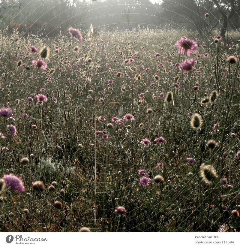 A Summer Morning Dream III Flower Tuscany Vacation & Travel Meadow Style Blossom Growth Plant Italy Back-light Flower meadow Nature Dawn