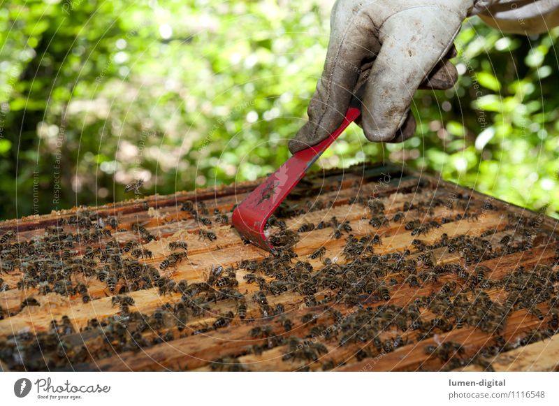Beekeeper scrapes honey from a honeycomb Food Summer Garden Nature Leaf Green Farm Apiary bee colony Beehive beeswax beekeeping drone salubriously Honey
