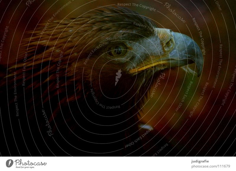 eagle Eagle Bird Bird of prey Beak Feather Ornithology Animal Beautiful Colour steppe eagle Pride Looking