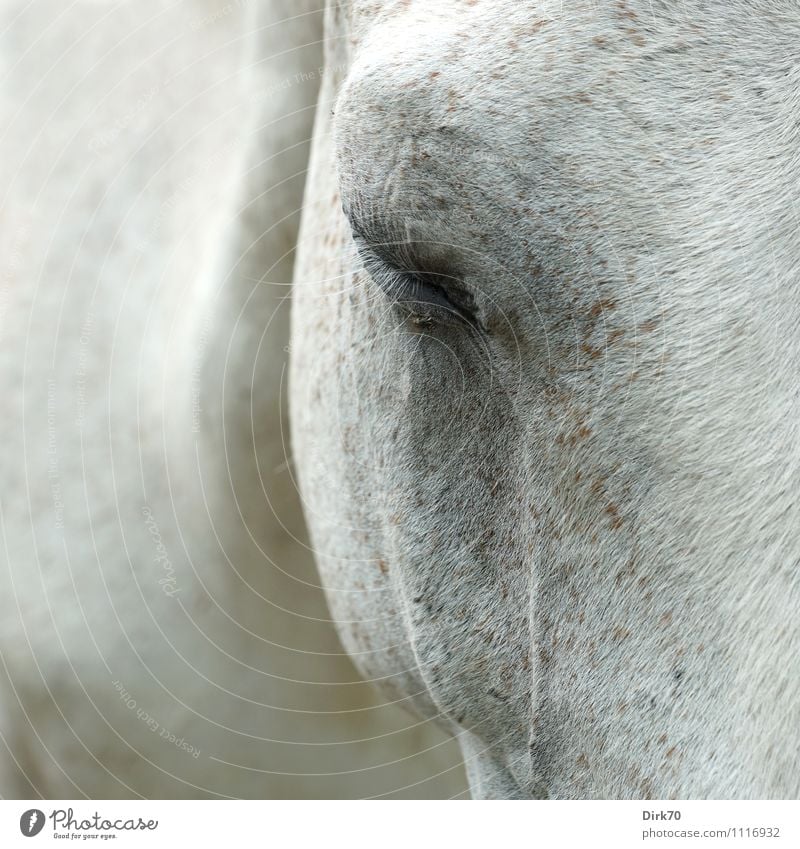 Tired white mildew, you're a pest. Ride Riding stable Agriculture Forestry Animal Pet Farm animal Horse Fly Pelt Gray (horse) Eyes Eyelash 1 Sleep Dream Sadness