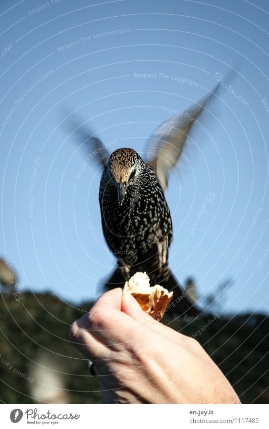 everybody away, now I'm coming Roll Hand Cloudless sky Beautiful weather Animal Wild animal Bird Starling 1 Flying To feed Feeding Exceptional Trust