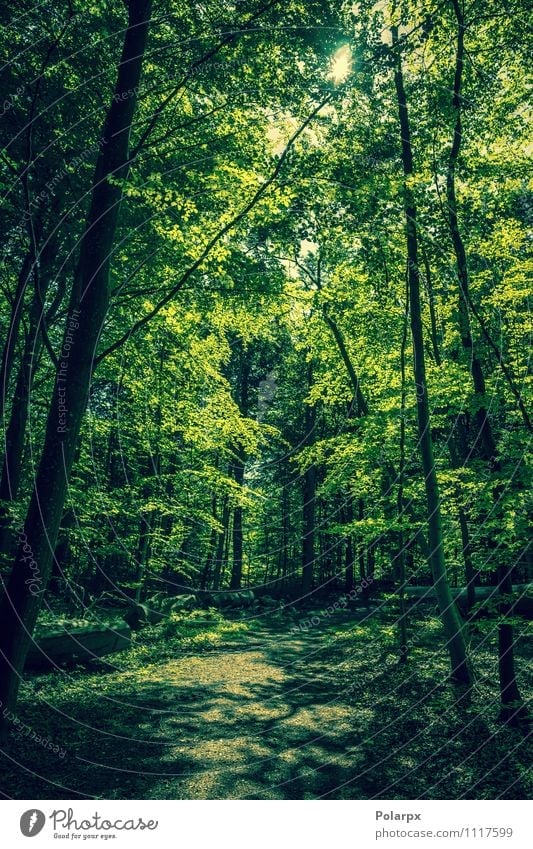 Royalty-Free photo: Green Green Forest Trees