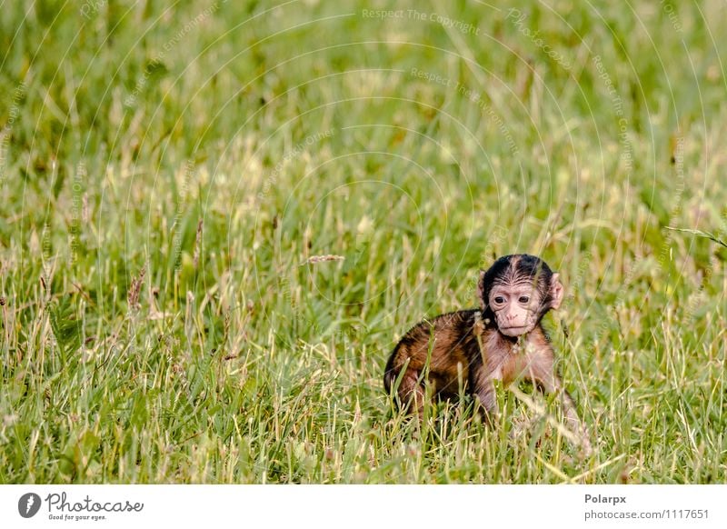 Baby Monkey Eating Face A Royalty Free Stock Photo From Photocase