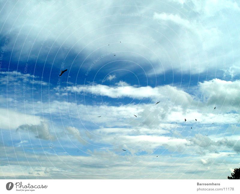 i like birds Bird Clouds Switzerland Transport Sky Freedom Flying