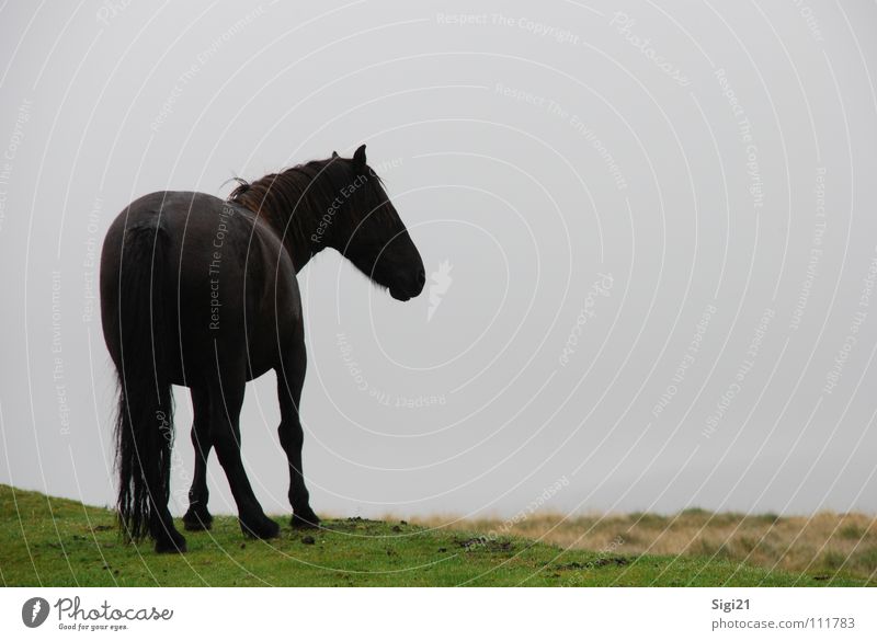 View into the Dartmoor Mane Horse Tails Animal Meadow Graceful Dark Posture Beautiful Stand Tasty Mammal Landscape Perspective Looking Elegant Wait Esthetic